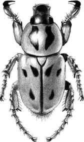 Cyclocephala