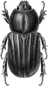 Hemiphileurus