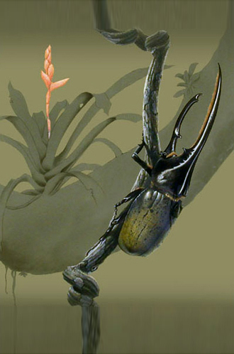 Dynastine illustration