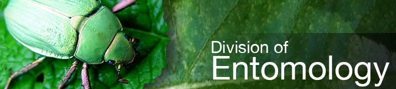 Division of Entomology