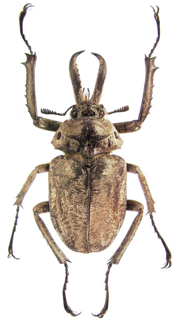 jousselinii
