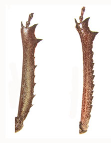 protibiae