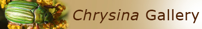 Chrysina gallery
